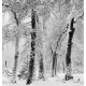 John Sexton - BLACK OAKS, SNOWSTORM, YOSEMITE VALLEY LIMITED EDITION PRINT (framed)